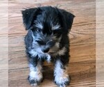 Small Photo #2 Schnauzer (Miniature) Puppy For Sale in RADFORD, VA, USA
