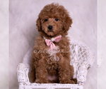 Small Photo #63 Maltipoo (Miniature) Puppy For Sale in WARSAW, IN, USA