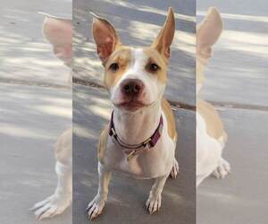 American Pit Bull Terrier-Unknown Mix Dogs for adoption in phoenix, AZ, USA