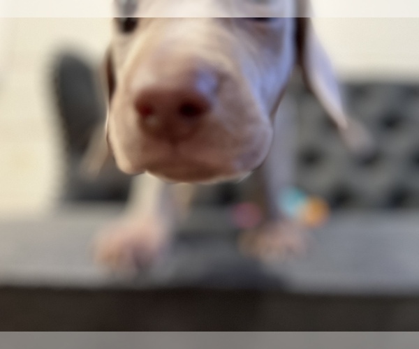 Medium Photo #9 Weimaraner Puppy For Sale in MIDDLETOWN, OH, USA