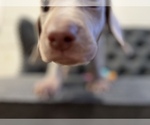 Small Photo #9 Weimaraner Puppy For Sale in MIDDLETOWN, OH, USA