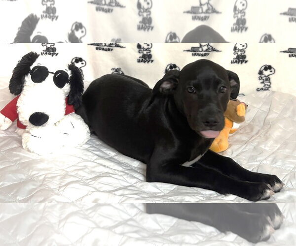 Medium Photo #3 Labrador Retriever-Unknown Mix Puppy For Sale in Wetumpka, AL, USA