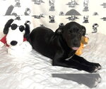 Small #2 Labrador Retriever Mix