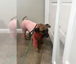 Small #8 Anatolian Shepherd-Boxer Mix