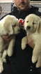 Small Photo #11 Golden Retriever Puppy For Sale in RAMONA, CA, USA