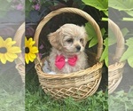 Small #6 Cav-A-Malt-Maltese Mix