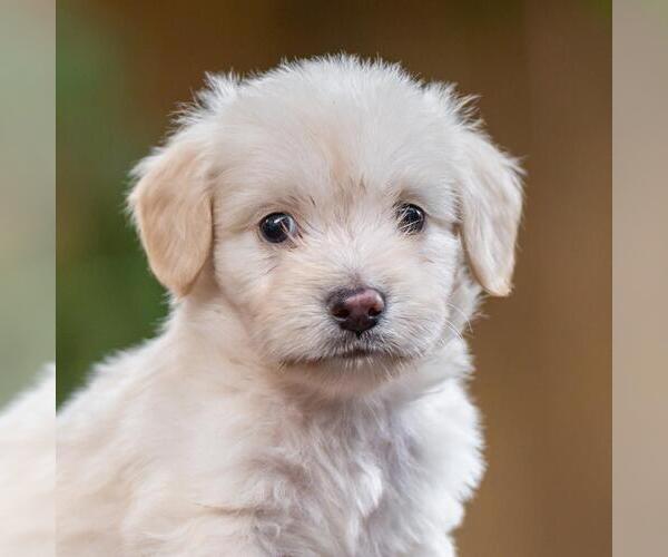 Medium Photo #1 Poodle (Miniature)-Unknown Mix Puppy For Sale in San Diego, CA, USA