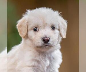 Poodle (Miniature)-Unknown Mix Dogs for adoption in San Diego, CA, USA
