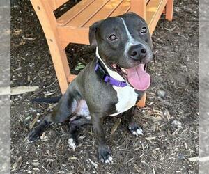 Mutt Dogs for adoption in Denver, CO, USA