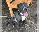 Small Mutt