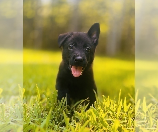 Medium Photo #1 German Shepherd Dog Puppy For Sale in WEST POINT, VA, USA