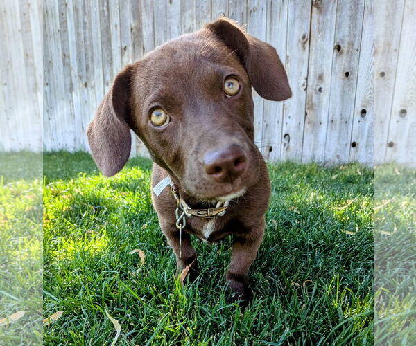 Medium Photo #5 Dachshund-Labrador Retriever Mix Puppy For Sale in Sandy, UT, USA