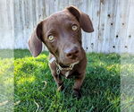 Small #4 Dachshund-Labrador Retriever Mix