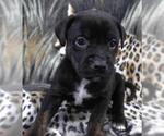 Small Labrador Retriever Mix