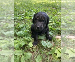 Double Doodle Puppy for sale in ATHENS, TN, USA