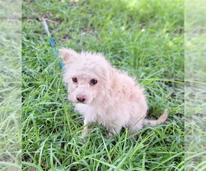 Poshan - Male Mutt Dog for Adoption - Photo #2