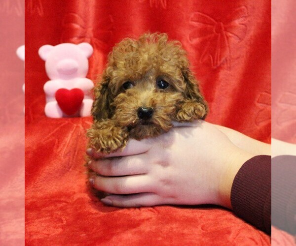 Medium Photo #3 Poodle (Toy) Puppy For Sale in COATESVILLE, PA, USA