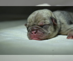 Small #1 Pug