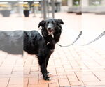 Small #2 Collie Mix