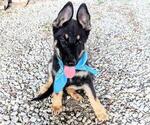 Small Photo #1 German Shepherd Dog Puppy For Sale in FAIR GROVE, MO, USA