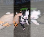 Small #4 Boston Terrier