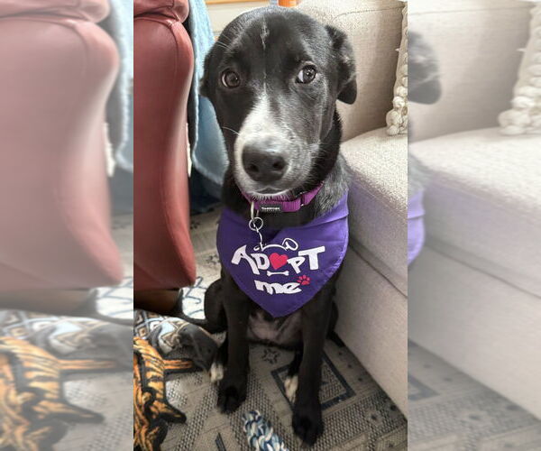 Medium Photo #6 Mutt Puppy For Sale in Oak Bluffs, MA, USA