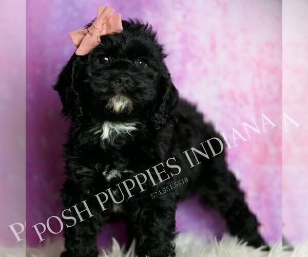 Medium Photo #2 Cavapoo (Miniature) Puppy For Sale in WARSAW, IN, USA