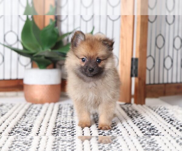Medium Photo #4 Pomeranian Puppy For Sale in NAPLES, FL, USA