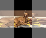 Small #3 Vizsla