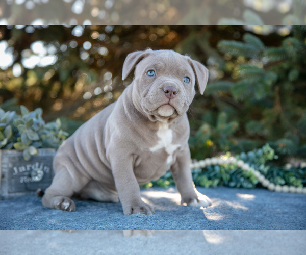 Medium Photo #3 American Bully Puppy For Sale in TOPEKA, IN, USA