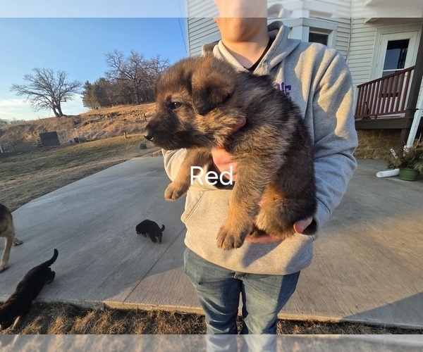 Medium Photo #3 German Shepherd Dog Puppy For Sale in BLOOMINGTON, WI, USA