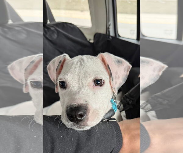 Medium Photo #4 American Pit Bull Terrier-Unknown Mix Puppy For Sale in Germantown, OH, USA