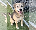 Small Beagle Mix