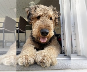 Father of the Airedale Terrier puppies born on 04/09/2023