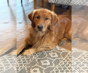 Father of the Golden Retriever puppies born on 08/06/2026