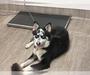 Maltese Husky Dogs for adoption in Pasadena, CA, USA