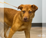 Small #2 Retriever  Mix