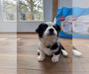 Cardigan Welsh Corgi Litter for sale in DIVIDE, CO, USA