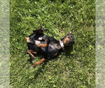 Small #5 Miniature Pinscher