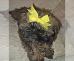 Puppy Papoose Shih Tzu