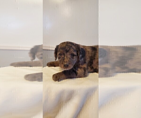 Medium Photo #34 Aussiedoodle Puppy For Sale in ATHENS TOWNSHIP, PA, USA