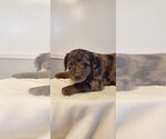 Small Photo #34 Aussiedoodle Puppy For Sale in ATHENS TOWNSHIP, PA, USA
