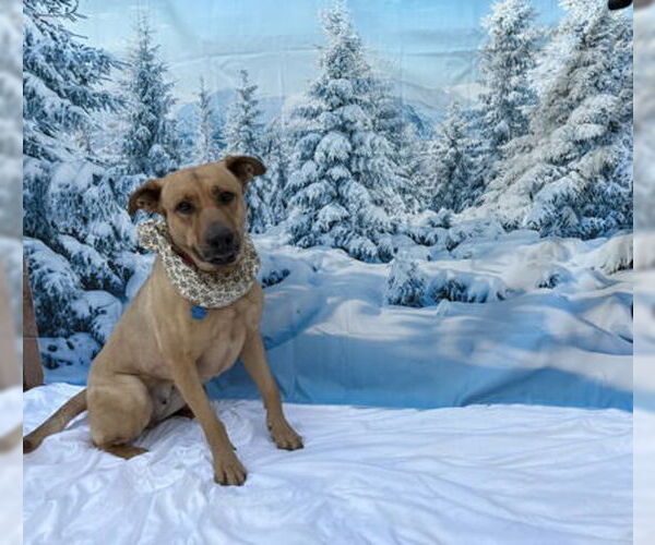 Medium Photo #3 German Shepherd Dog-Unknown Mix Puppy For Sale in Chandler, AZ, USA