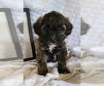 Puppy 7 Aussiedoodle Miniature -Miniature Bernedoodle Mix