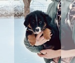 Puppy Pyrite Miniature Australian Shepherd