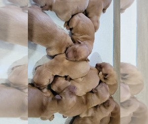 Golden Retriever Litter for sale in RENO, NV, USA