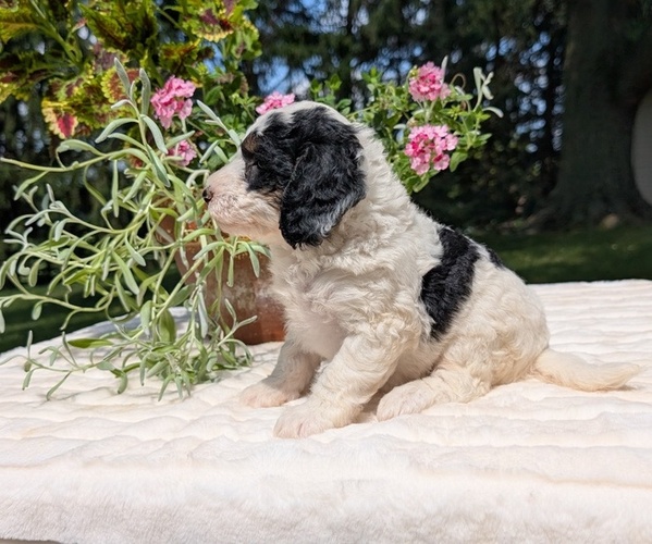 Medium Photo #104 Miniature Bernedoodle Puppy For Sale in GOSHEN, IN, USA