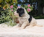Small #7 Miniature Bernedoodle