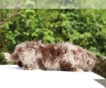 Small #14 ShihPoo