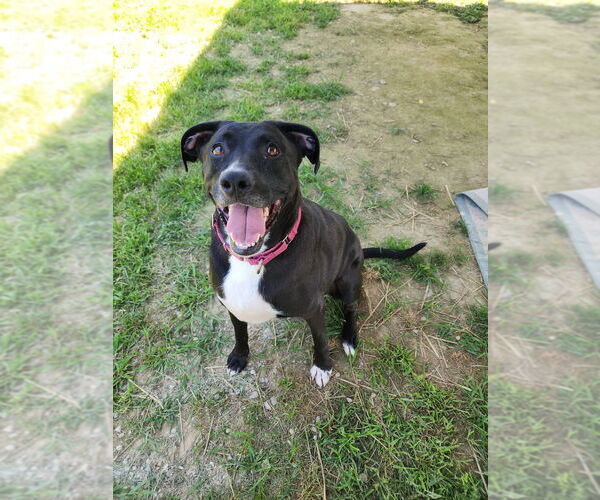 Medium Photo #3 Boxador Puppy For Sale in Evansville, IN, USA